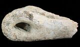 Partial Theropod Dinosaur Toe Bone - North Dakota #46927-2